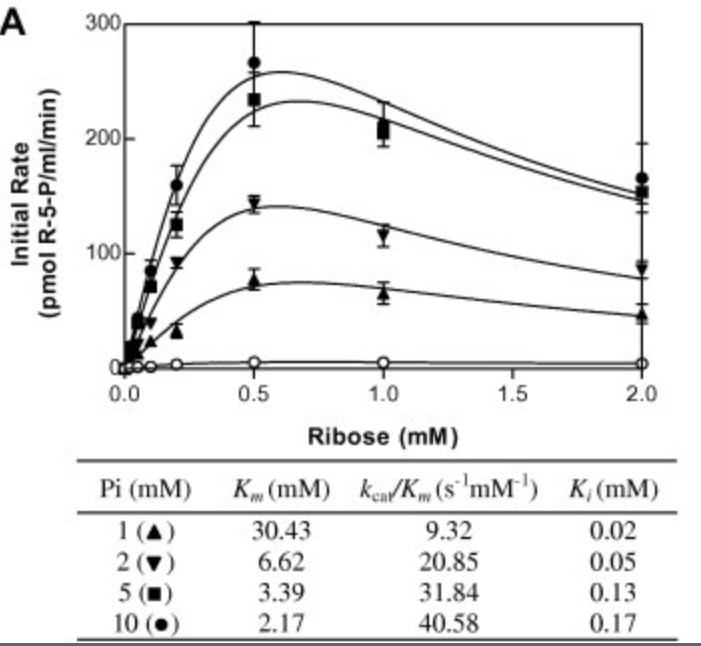Effect of inorganic phosphate on the initial velocity of human RK at varying ribose concentrations.jpg